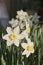 White daffodils on a blurred background close-up.