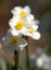 White daffodils dreamy