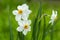 White daffodils flowers in a park. Bright green grass in spring. Narcissus blossom close-up. Defocused bokeh. Selective focus.