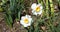 White daffodils in a garden