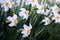 White daffodils in a garden with dark green leaves. Narcissus.
