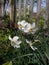 White daffodils in the grass against the background of a wooden fence. flowers in the garden