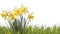 White daffodils and green grass isolated on a white background