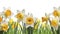 White daffodils and green grass isolated on a white background