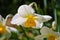 White daffodils grow on the lawn in the park