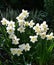 White daffodils narcissi flower with yellow centre