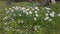 White daffodils or narcissi growing in woodland