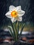 White daffodils in the rain drops