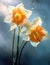 White daffodils in the rain drops