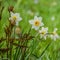 White Daffodils with Yellow Centers