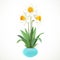 White daffodils with yellow centers grow in a turquoise pot