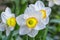 White daffodils with a yellow middle on the background of green leaves