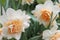 White daffodils with a yellow middle close-up on a background of green grass