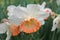 White daffodils with a yellow middle close-up on a background of green grass