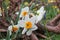 White daffodils with a yellow middle close-up on a background of green grass