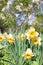 White daffodils with a yellow middle close-up on a background of green grass