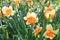 White daffodils with a yellow middle close-up on a background of green grass