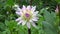 White dahlia in bloom in the garden.