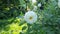 White dahlia flower close-up on a flowerbed in the garden