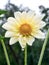 White dahlia flower with morning dew drops