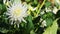 White Dahlia flower in a summer park. Flower head sways on the wind