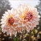 White dahlia flowers in the garden. Flowering flowers, a symbol of spring, new life