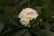 White Dahlia variety Eveline flowering in a garden