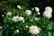 White Dahlia variety Mingus Arthur flowering in a garden