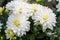 White dahlias flowering in summer garden. Beautiful blooming dahlia buds and blooms.