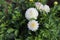 White Dahlias flowers in garden.