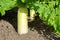 White daikon radish growing in the vegetable garden