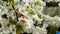 White Dainty Blossoms on Branch