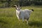 A white dairy goat grazes in a meadow. Selective focus