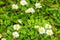 White Daises on a meadow during spring with defocused bacground