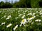 White daisies