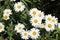 White daisies