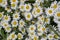 white daisies against a blue sky with clouds