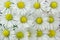 White daisies background