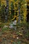 White daisies on the background of birch trees in the autumn forest. Late flowering. Nature of Eastern Siberia. Russia