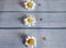 White daisies on a background of old turquoise boards for list, menu, text or schedule, copy space