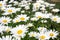 White daisies in Bloom 2020 I