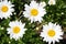 White daisies in Bloom 2020 III