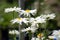 White Daisies in Bloom