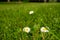 White daisies bloom on a mowed green lawn. Cute white daisy flowers on green grass. Spring meadow