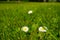 White daisies bloom on a mowed green lawn. Cute white daisy flowers on green grass. Spring meadow