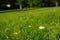 White daisies bloom on a mowed green lawn. Cute white daisy flowers on green grass. Spring meadow