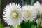 White Daisies bloomed against a background of green leaves.