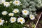White Daisies blooming in Sapporo