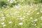 White daisies blooming on the summer meadow