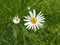 White daisies in a bloosom